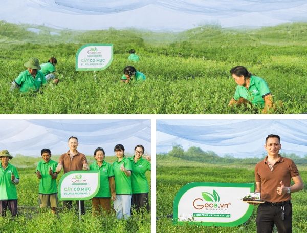Goodprice Vietnam's Eclipta Prostrata Growing Area in Long An 4