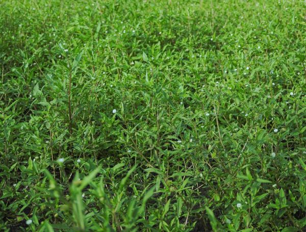 Goodprice Vietnam's Eclipta Prostrata Growing Area in Long An