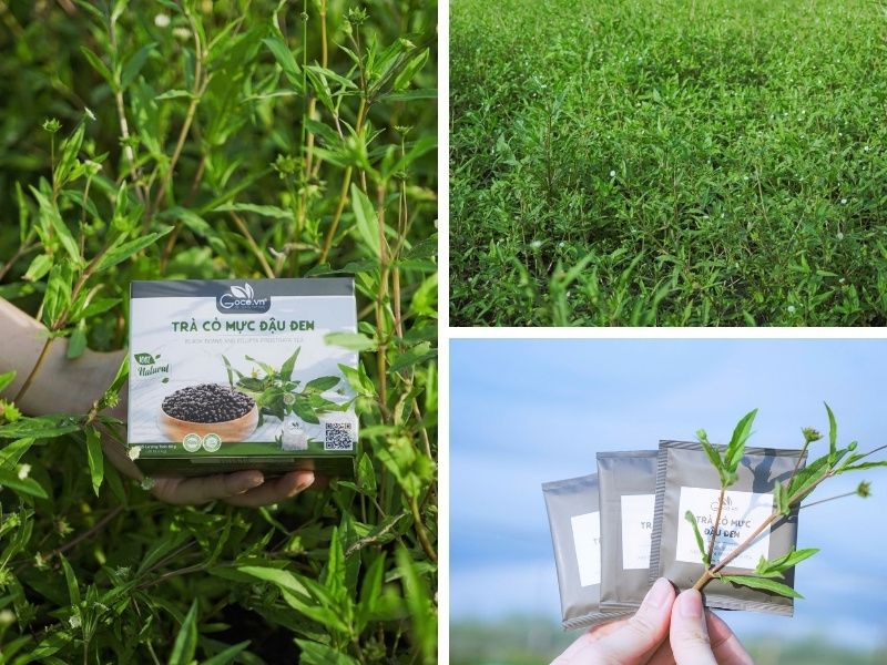 Goodprice Vietnam's Eclipta Prostrata Growing Area in Long An 1