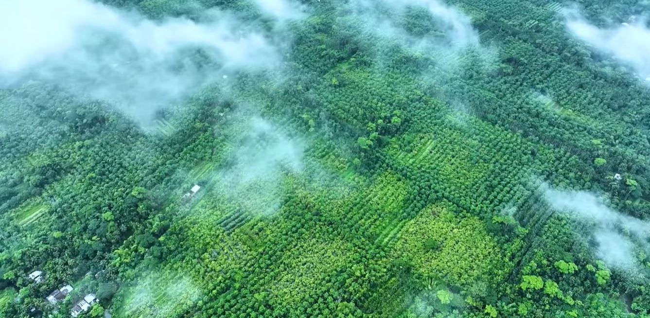 Goodprice Vietnam's Guava Leaf Growing Area in Long An 1
