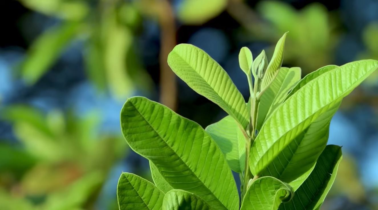 Goodprice Vietnam's Guava Leaf Growing Area in Long An 2