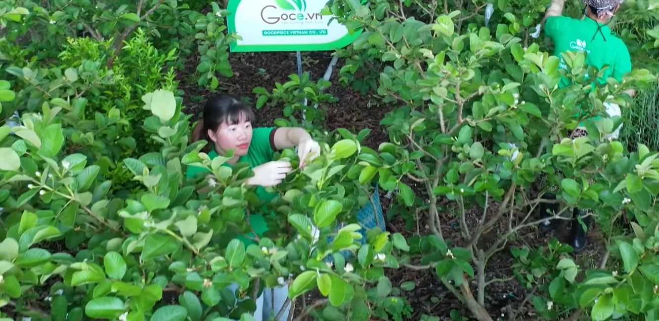 Goodprice Vietnam's Guava Leaf Growing Area in Long An 3
