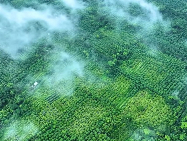 Goodprice Vietnam's Guava Leaf Growing Area in Long An