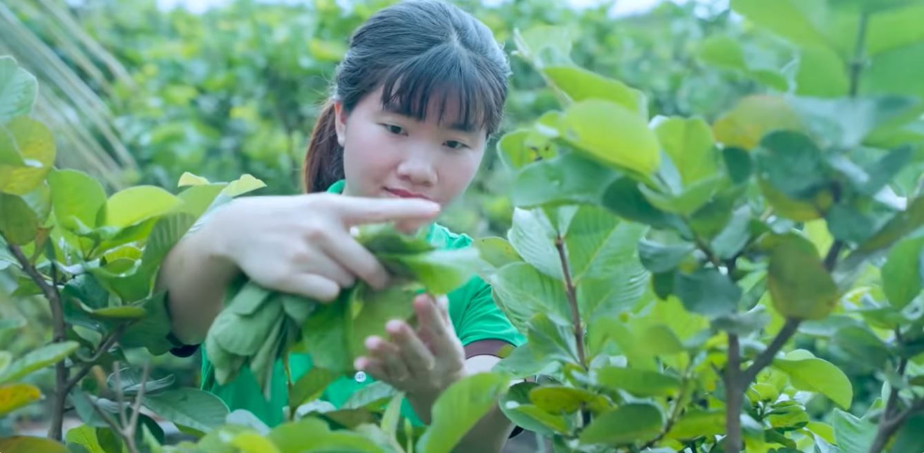 Goodprice Vietnam's Guava Leaf Growing Area in Long An 5
