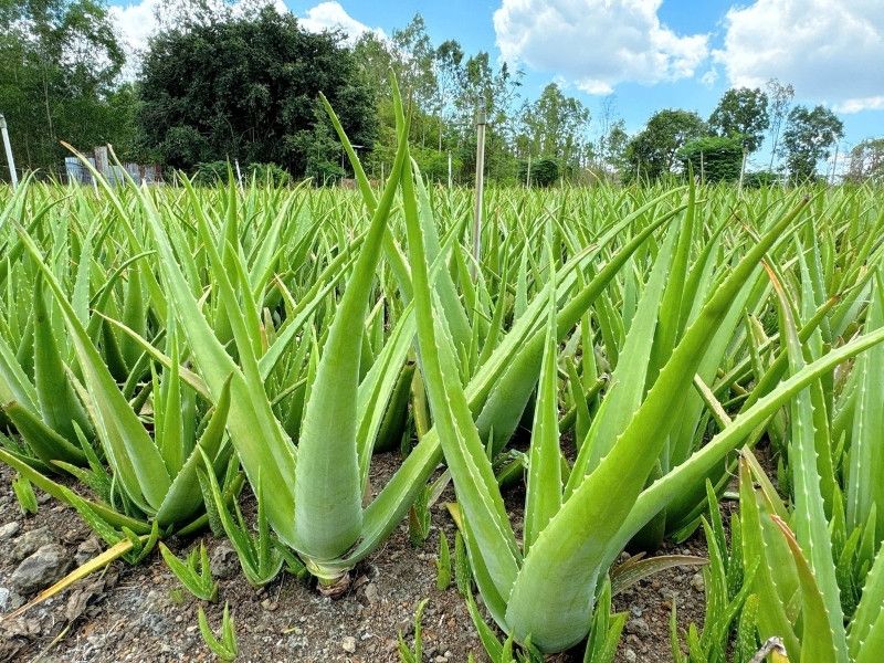 Goodprice Vietnam's Aloe Vera Growing Area in Binh Thuan 1
