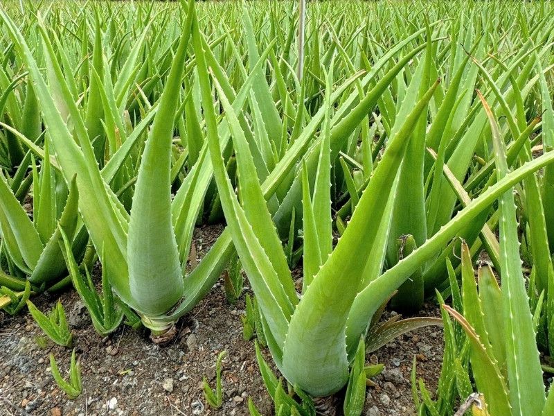 Goodprice Vietnam's Aloe Vera Growing Area in Binh Thuan 3