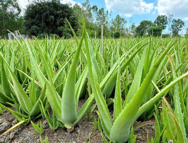 Goodprice Vietnam's Aloe Vera Growing Area in Binh Thuan