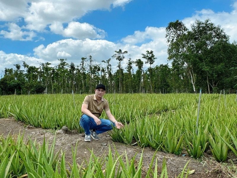 Goodprice Vietnam's Aloe Vera Growing Area in Binh Thuan 2