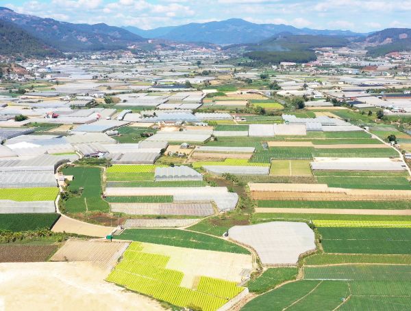Goodprice Vietnam's celery growing area in Lam Dong