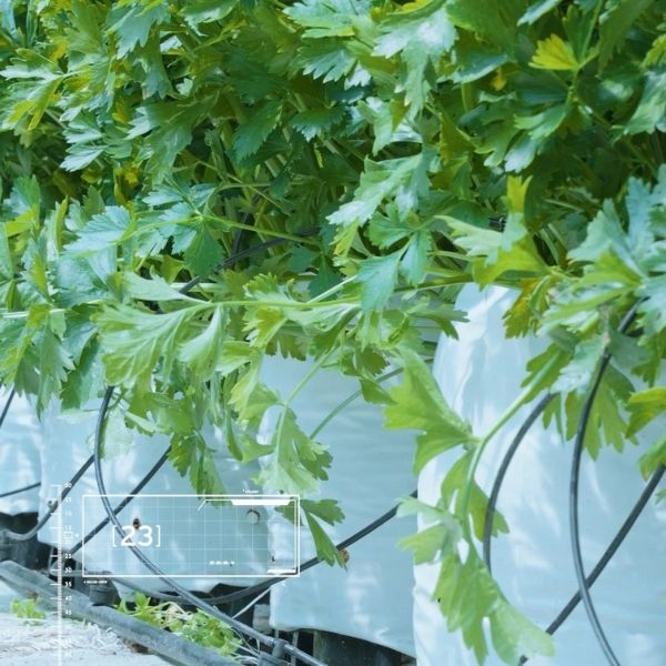 Goodprice Vietnam's celery growing area in Lam Dong 3