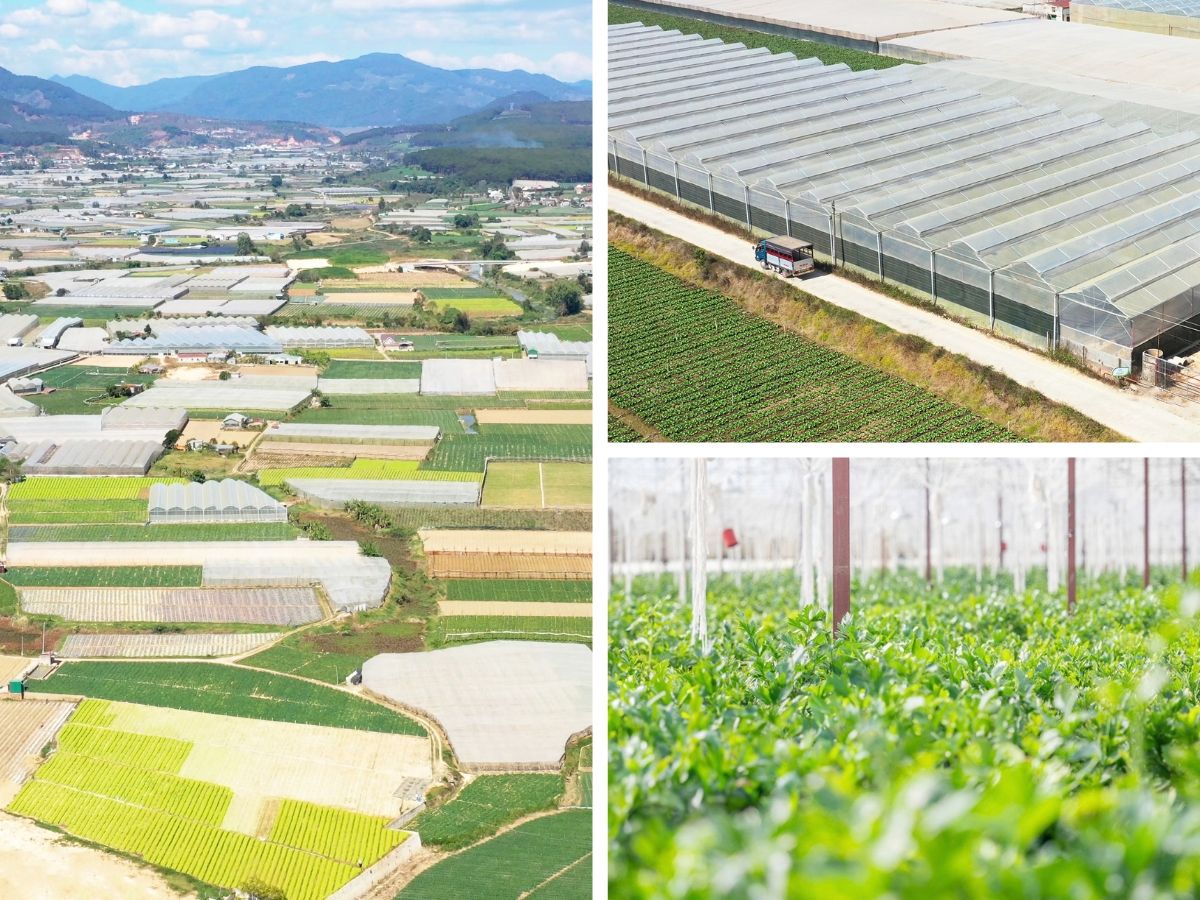 Goodprice Vietnam's celery growing area in Lam Dong 1