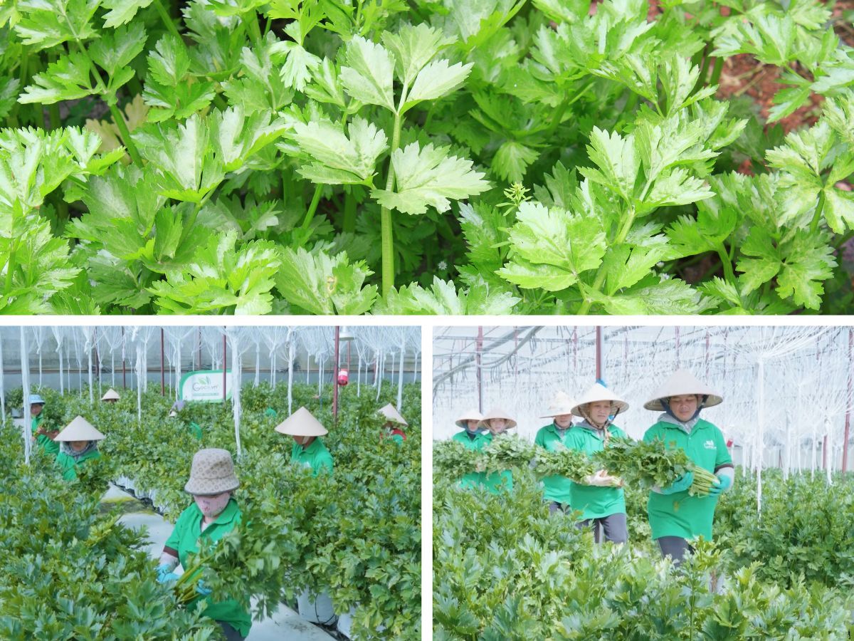 Goodprice Vietnam's celery growing area in Lam Dong 2