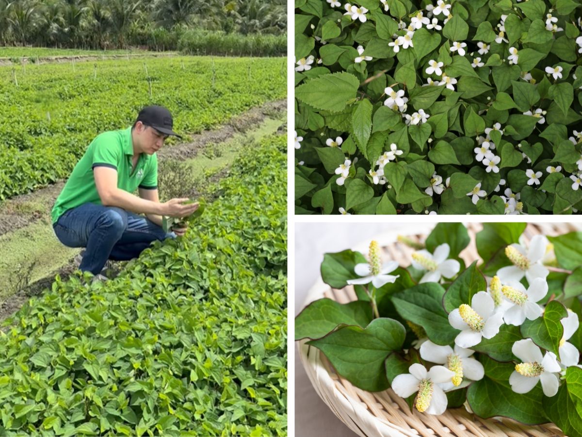 Goodprice Vietnam's fish mint growing area in Vinh Long 1