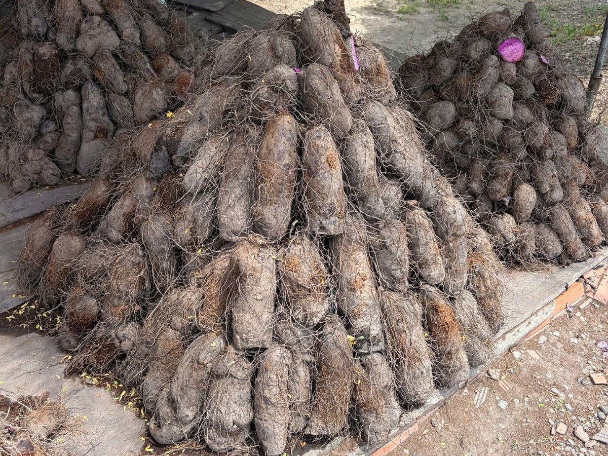 Goodprice Vietnam's Ube Growing Area in Tay Ninh 3