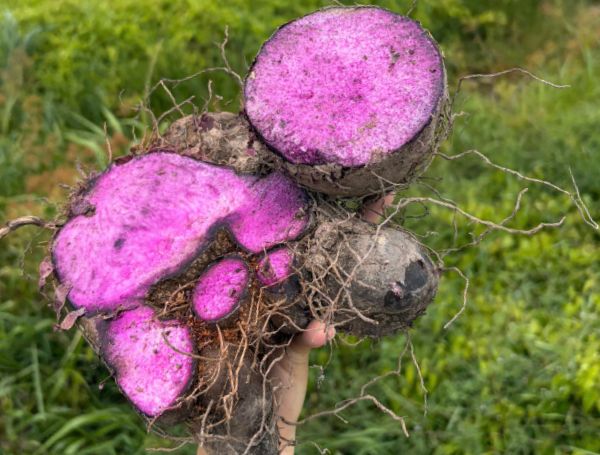 Goodprice Vietnam's Ube Growing Area in Tay Ninh