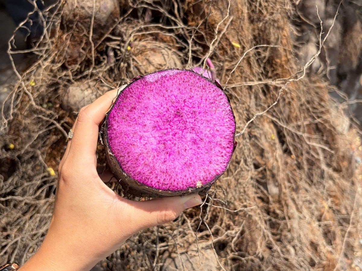 Goodprice Vietnam's Ube Growing Area in Tay Ninh 2