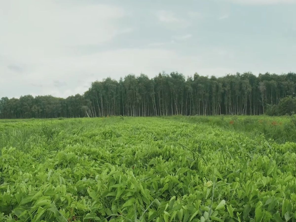 Goodprice Vietnam's Ube Growing Area in Tay Ninh 4