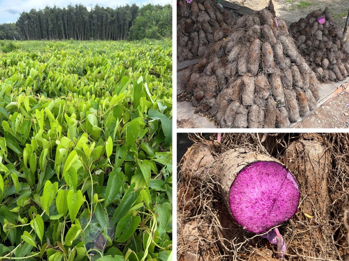 Goodprice Vietnam's Ube Growing Area in Tay Ninh 1