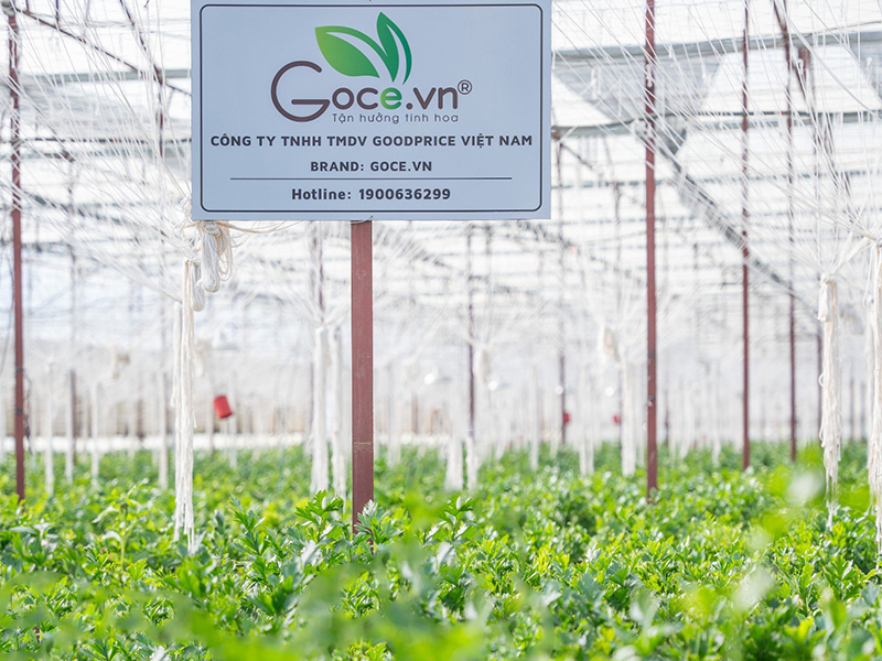Bột Cần Tây Goce - Khách hàng hỏi về giá
