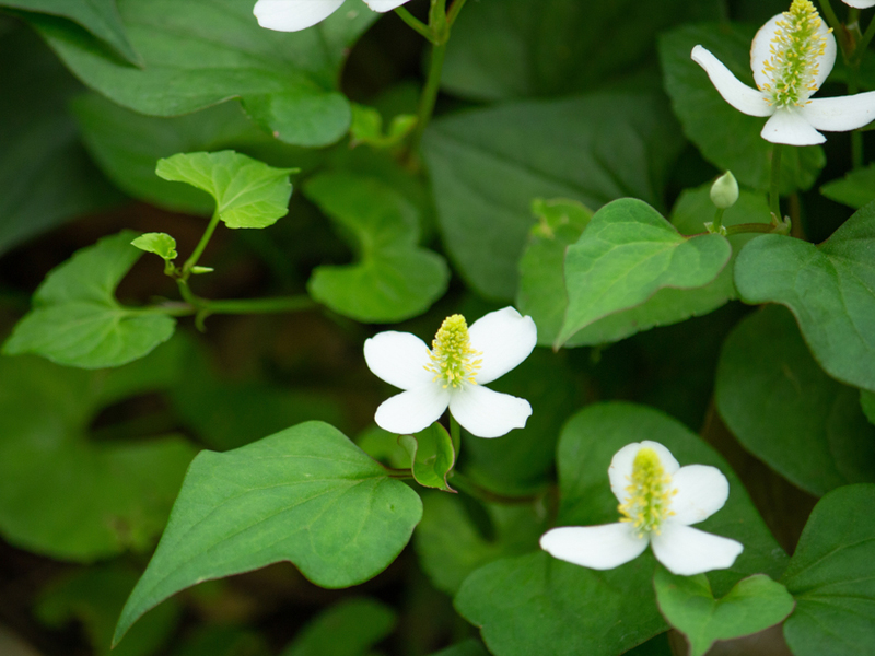 Goce Fish Mint Powder - Lifesaver for those prone to itching and hives.