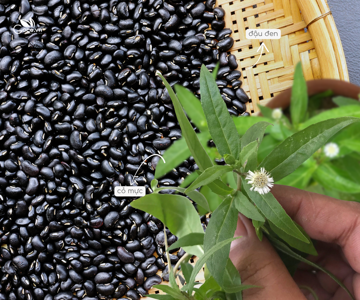 What Happens When False Daisy Combines with Black Beans?