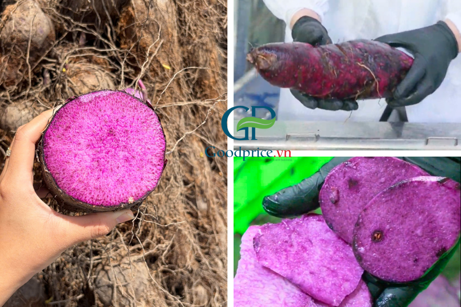 Goodprice Vietnam Ube Powder Production Process