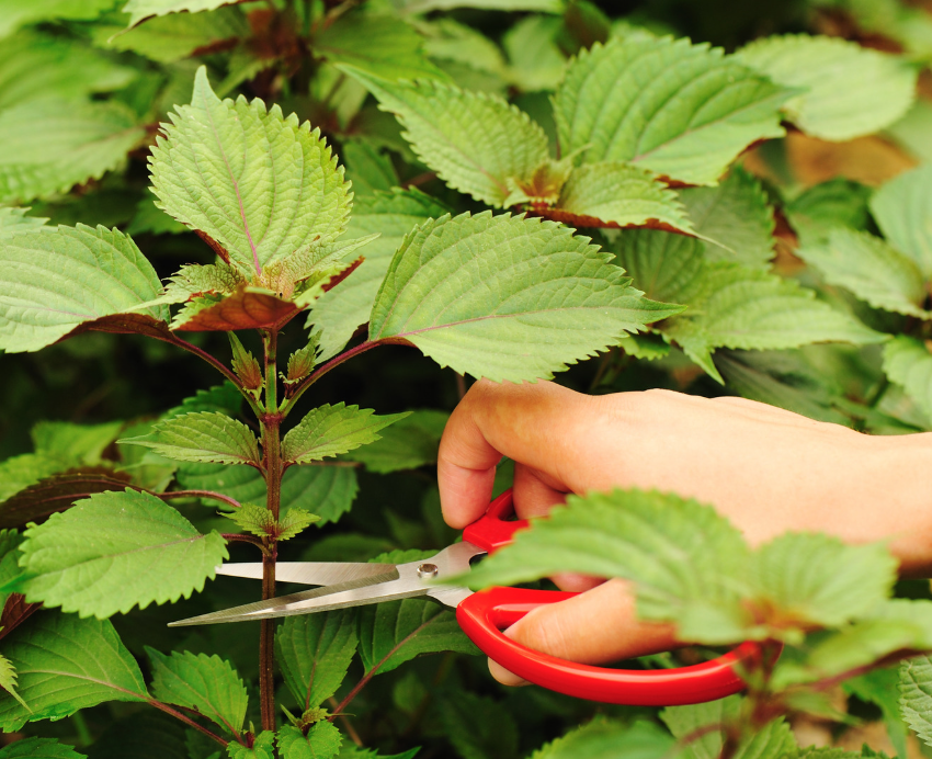 What Are the Benefits of Perilla Leaves in Traditional Medicine?
