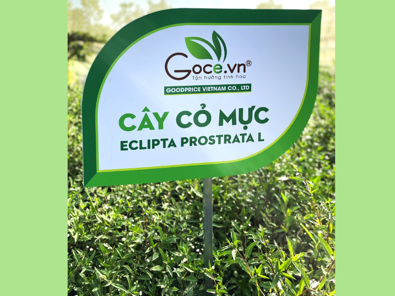 Goce Black Beans And Eclipta Prostrata Tea - 3 facts that not everyone knows