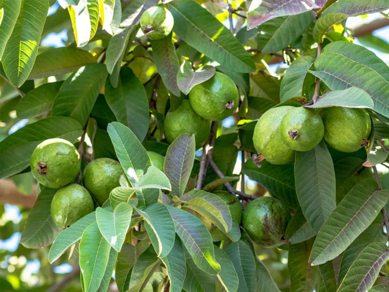 Goce Guava Leaves Tea - How does it taste?