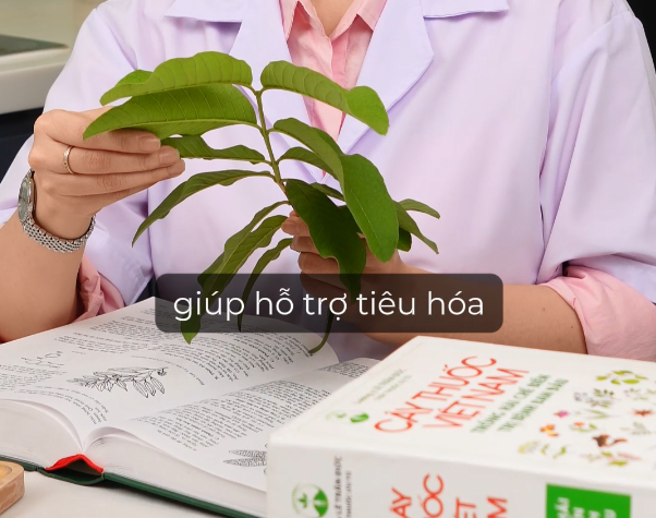 Goce Guava Leaf Tea – What Does Vietnamese Traditional Medicine Say About Guava Leaves?