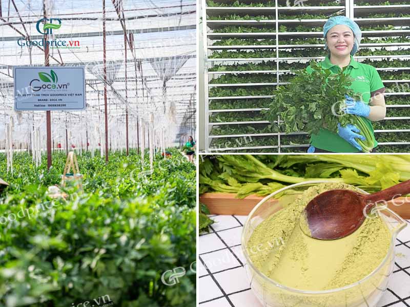 Bột cần t&acirc;y nguy&ecirc;n chất Goodprice Việt Nam