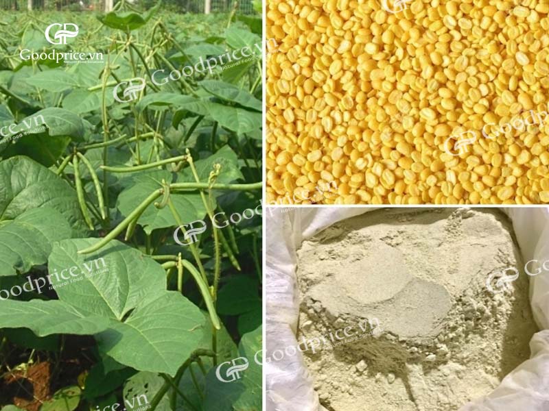 Pure Mung Bean Powder