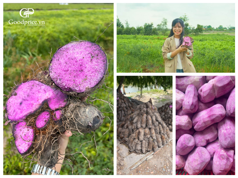 Pure-ube-powder-2