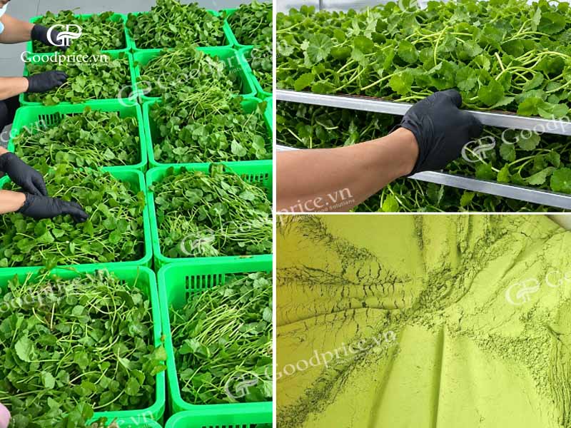 Bột rau m&aacute; nguy&ecirc;n chất Goodpricce Việt Nam