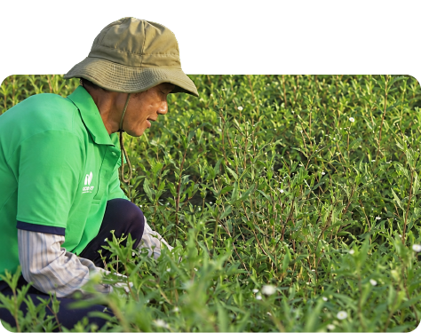 FULL CONTROL OF OUR RAW MATERIAL GROWING AREAS