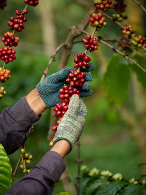 GET A QUOTE FOR COFFEE OEM & PRIVATE LABEL