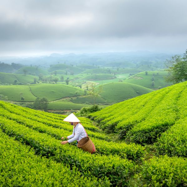 GET A QUOTE FOR TEA BAG OEM & PRIVATE LABEL