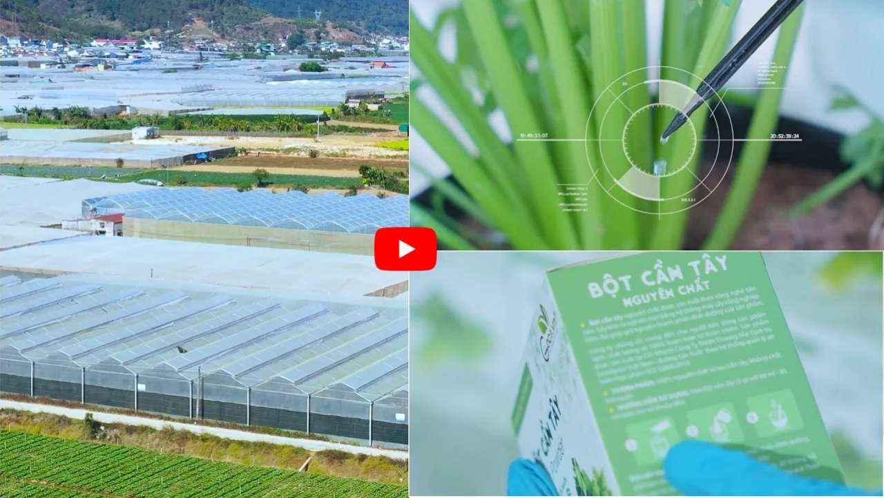 Quy trình sản xuất bột cần tây Goodprice Việt Nam
