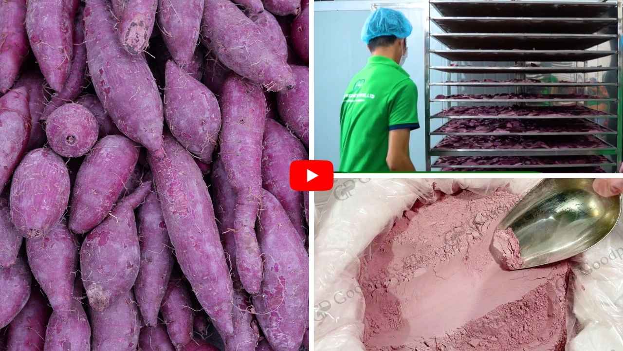 Quy trình sản xuất bột khoai lang tím Goodprice Việt Nam