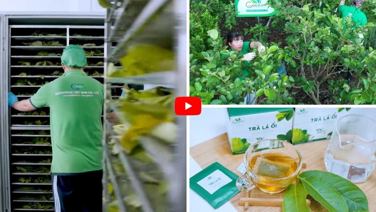 Quy trình sản xuất trà lá ổi Goodprice Việt Nam