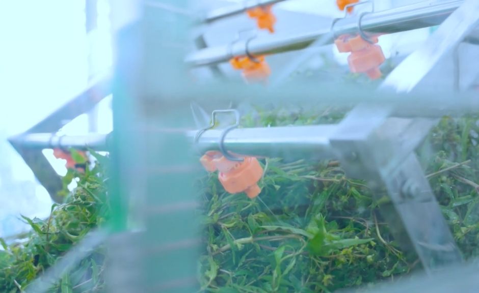 Trà cỏ mực đậu đen Goodprice Việt Nam