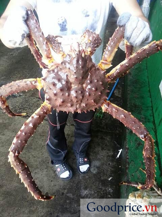 Cua Hoàng Đế KING CRAB ALASKA, NORWAY