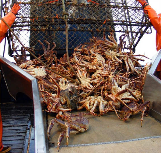 cua king crab alaska