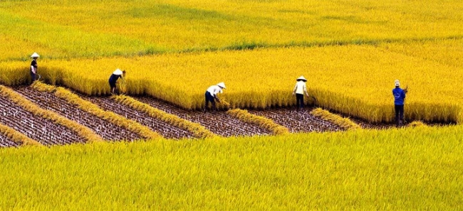 canh dong lua vietnam