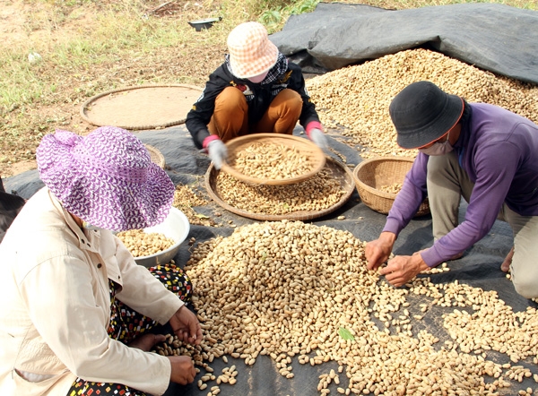 đậu phộng lột vỏ