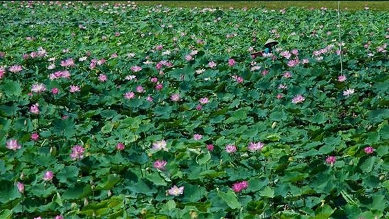 bột củ năng