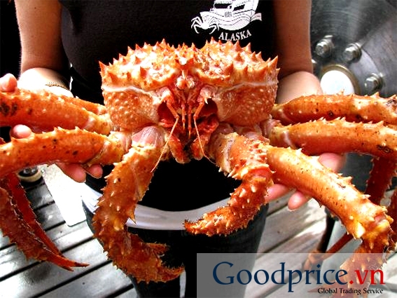 Cua Hoàng Đế KING CRAB ALASKA, NORWAY