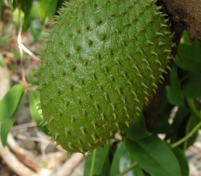 mãng cầu xiêm