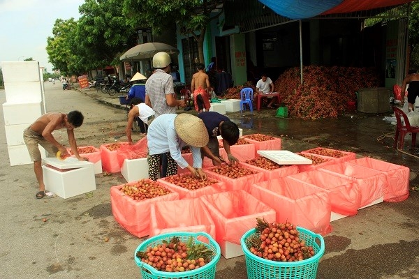 quả vải