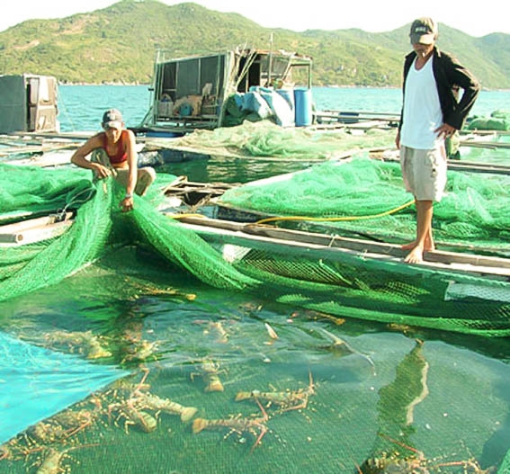 tôm hùm việt nam